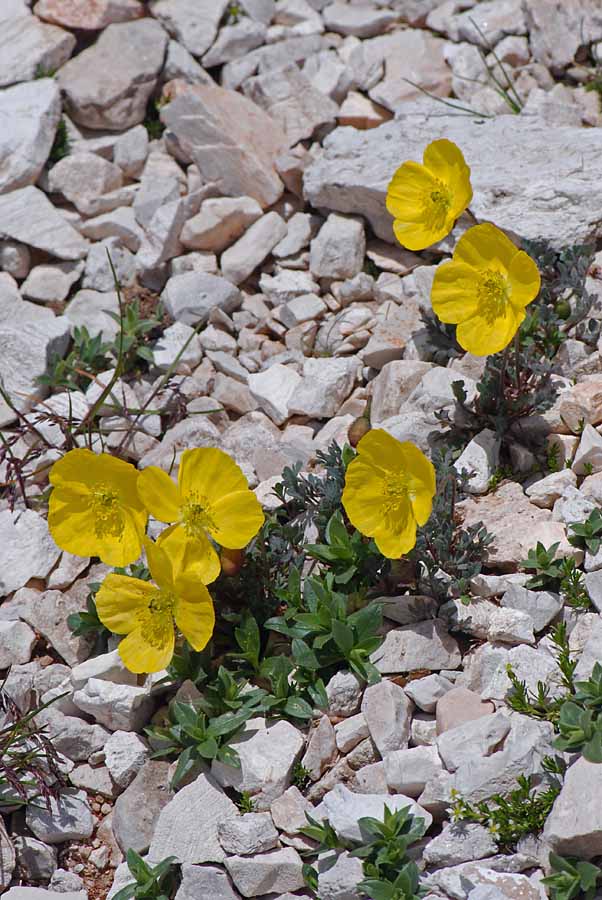 Papaver alpinum  delle Dolomiti